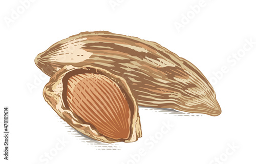 almonds nut Hand drawing sketch engraving watercolor illustration style