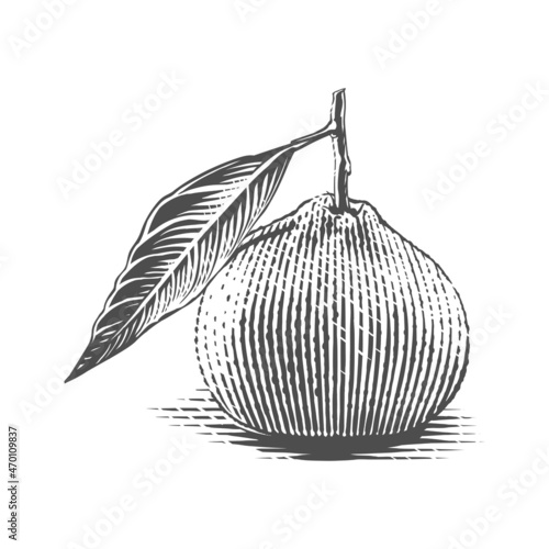 tangerine on a twig Hand drawing sketch engraving illustration style