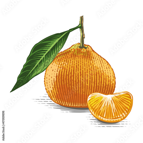 tangerine on a twig Hand drawing sketch engraving watercolor illustration style