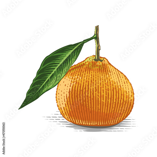 tangerine on a twig Hand drawing sketch engraving watercolor illustration style
