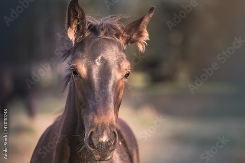 Portrait of a beautiful foal. A horse stallion of the Holstein breed
