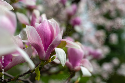 Kwitn  ca Magnolia x Soulangiana  zbli  enie r    owych p  atk  w. Kwiat z lewej strony kadru.