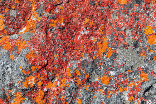 Macro texture of orange red lichen moss growing on mountain rock