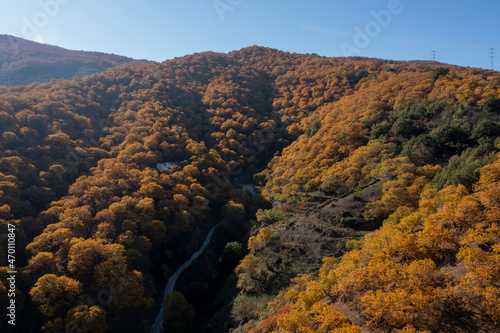 Llegada del otoño a los castaños del valle del Genal en la provincia de Málaga, Andalucía photo