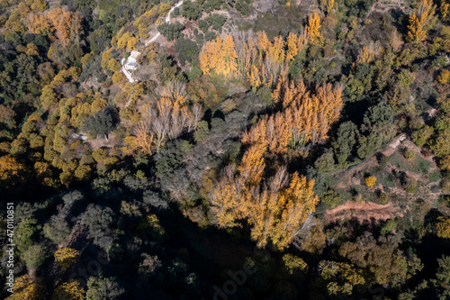 Llegada del otoño a los castaños del valle del Genal en la provincia de Málaga, Andalucía © Antonio ciero