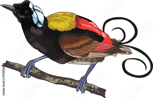 Photography Drawing wilson paradise, rare birds collection, art
