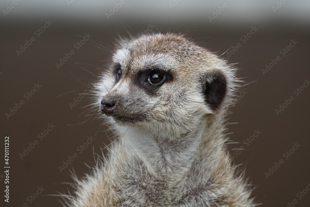 Meerkat Meerkat