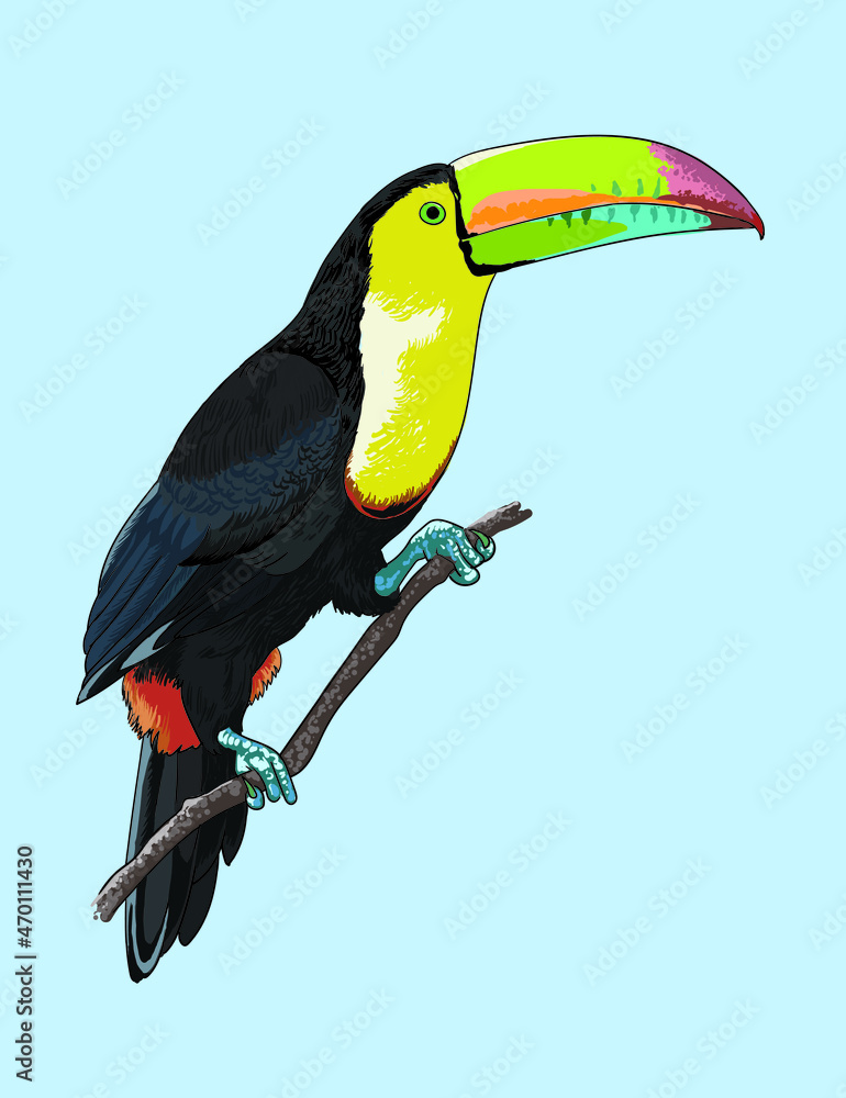 Fototapeta premium drawing billed thaucan, birds collection, art.illustration, vector