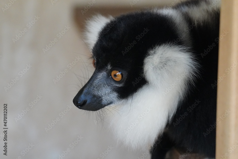 Obraz premium Black and White Ruffed Lemur