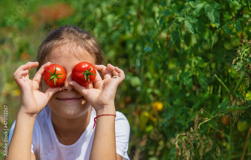 The child is harvesting tomatoes in the garden. Selective focus.