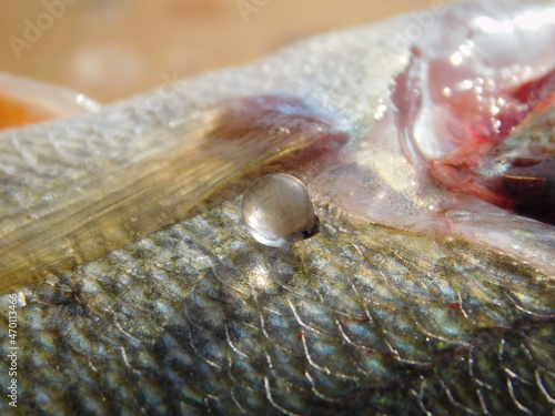 fish eye len out of eye ball european perch perca fluviatilis