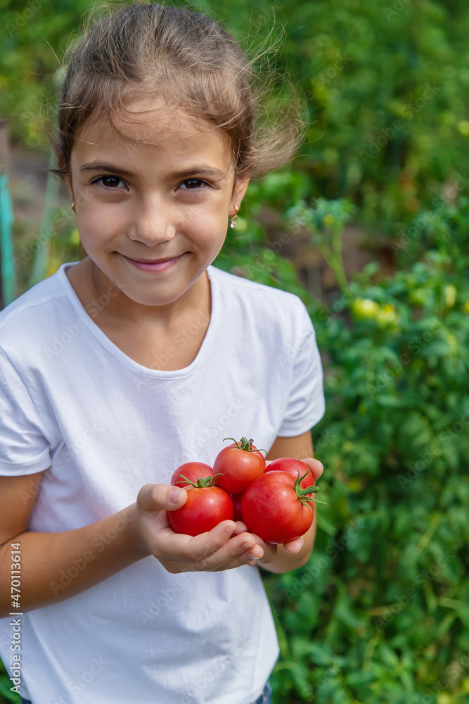 The child is harvesting tomatoes in the garden. Selective focus.