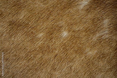 Animal hair of fur cow leather texture background.Brown natural cow fur texture.Natural brown fur texture