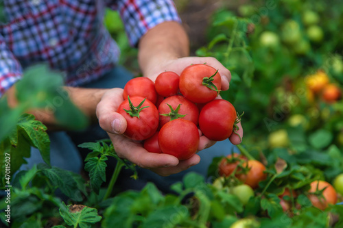 A male farmer harvests tomatoes in the garden. Selective focus.
