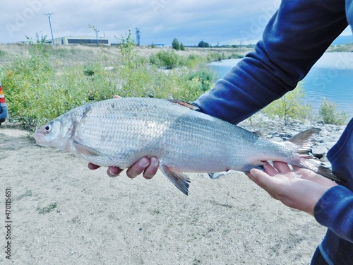 whitefish coregonus meraena on the catch
member of salmonidae family held in hands photo