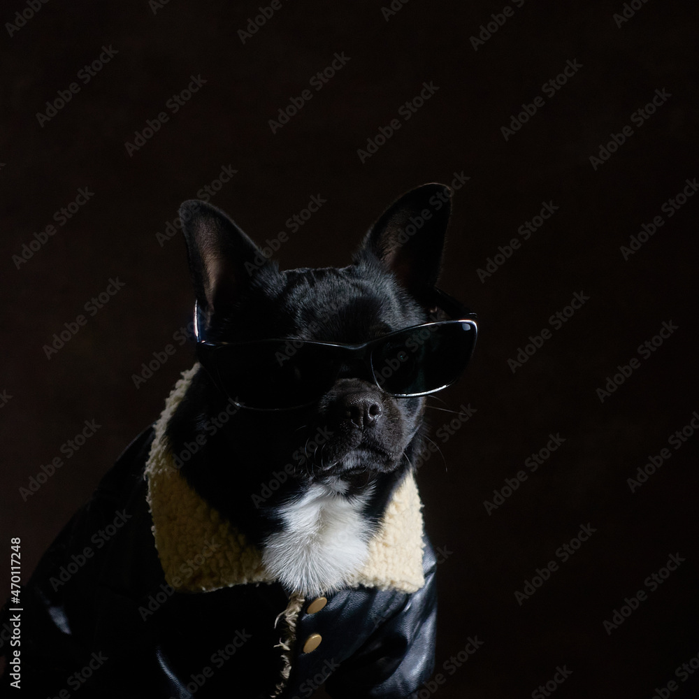 bad boy chihuahua portrait in sunglasses and leather jacket bad boy chihuahua portrait in sunglasses and leather jacket