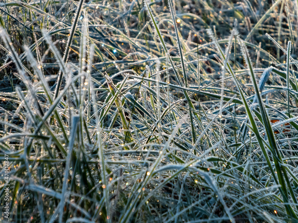 View of grass covered with big ice crystals of white early morning frost on plants in the end of autumn and early winter in bright sunlight View of grass covered with big ice crystals of white early morning frost on plants in the end of autumn and early winter in bright sunlight