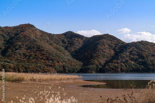 The beautiful autumn scenery and reeds of Hoedong Lake, the landmark of Busan, South Korea.