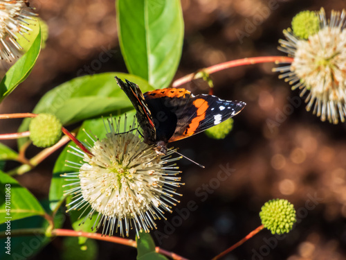 Dorsal view of medium sized butterly The red admiral (Vanessa atalanta) sitting on flowering plant buttonbush, button-willow or honey-bells (Cephalanthus occidentalis) in summer photo