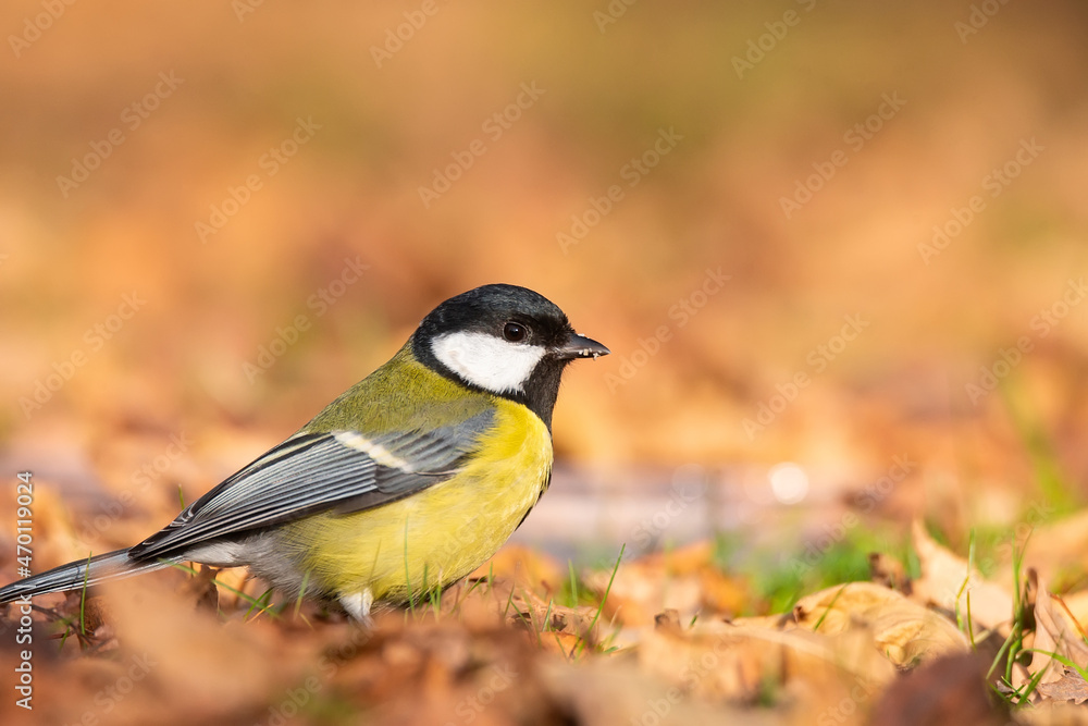 Great tit close up ( Parus major ).. Great tit close up ( Parus major )..