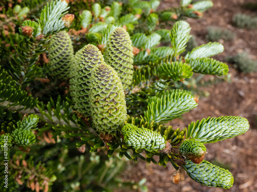 Green cones that appear upright of Korean Fir (Abies koreana) 'Horstmann's Silberlocke' evergreen conifer with dark green needles which curl upwards with silvery white undersides photo
