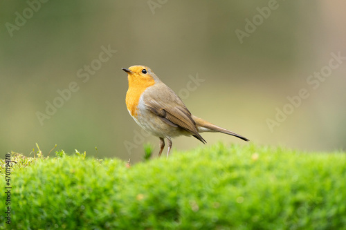 Robin - Erithacus rubecula - in a forest on a tree trunk