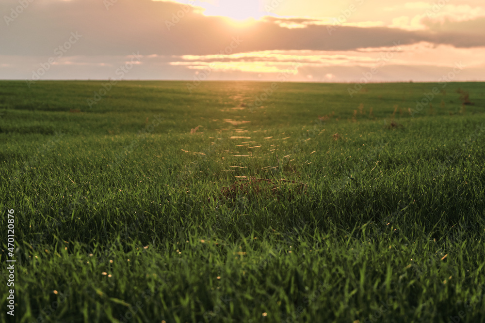 sunset over a field with green grass
