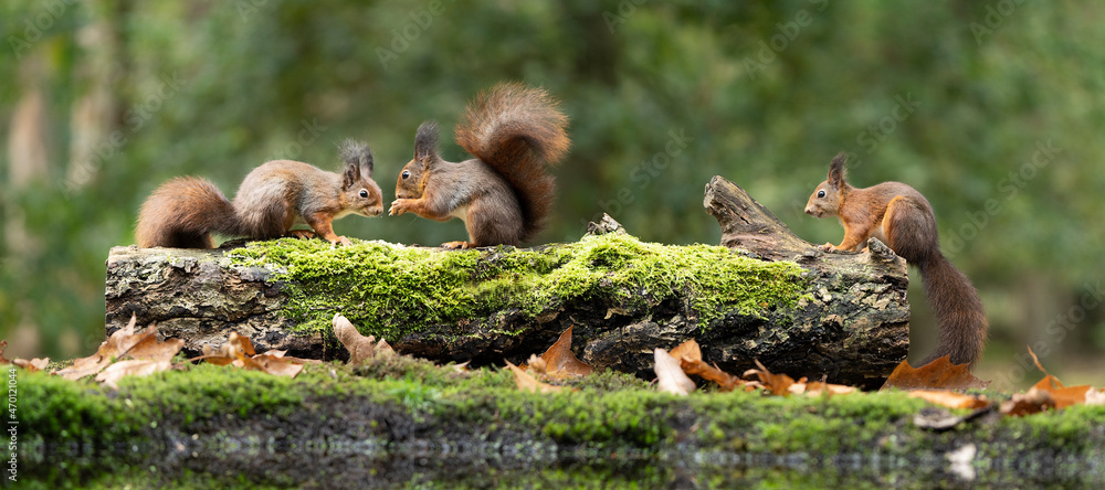 Erasian Red Squirrel - Sciurus vulgaris - three squirrels in a forest eating and drinking - obrazy, fototapety, plakaty 