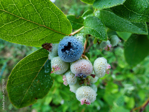 Cultivated blueberries or highbush blueberries growing on branches in various stages of maturation - ripe, immature green, green pink, blue pink covered with morning dew early in morning photo