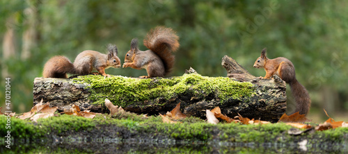 Erasian Red Squirrel - Sciurus vulgaris - three squirrels in a forest eating and drinking