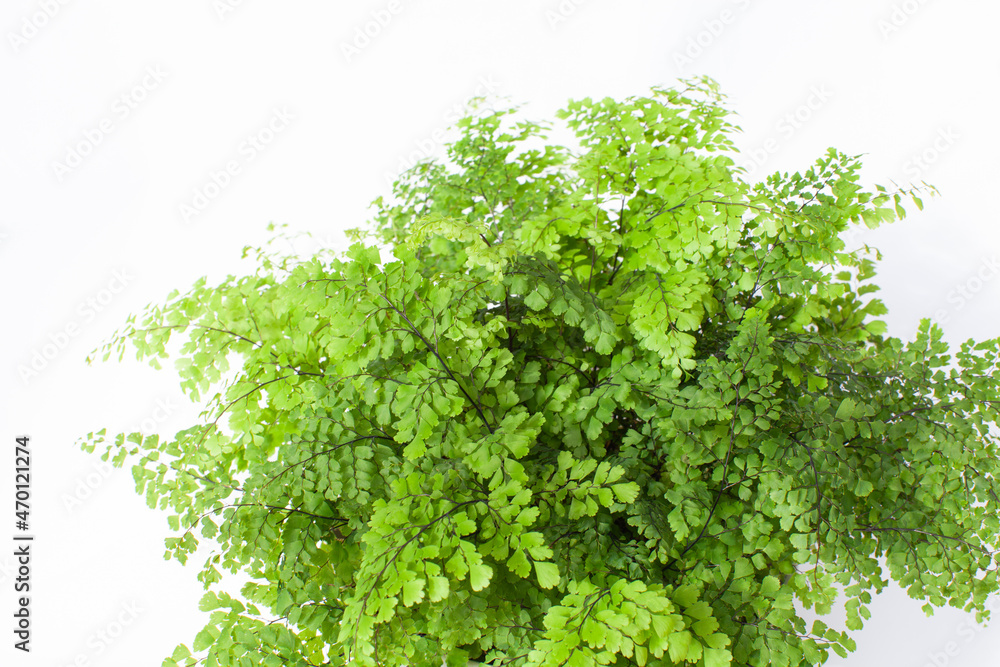 Obraz premium 観葉植物『アジアンタム』の鉢植え