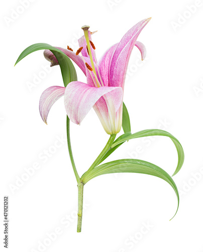 Pink lily flower isolated on white background