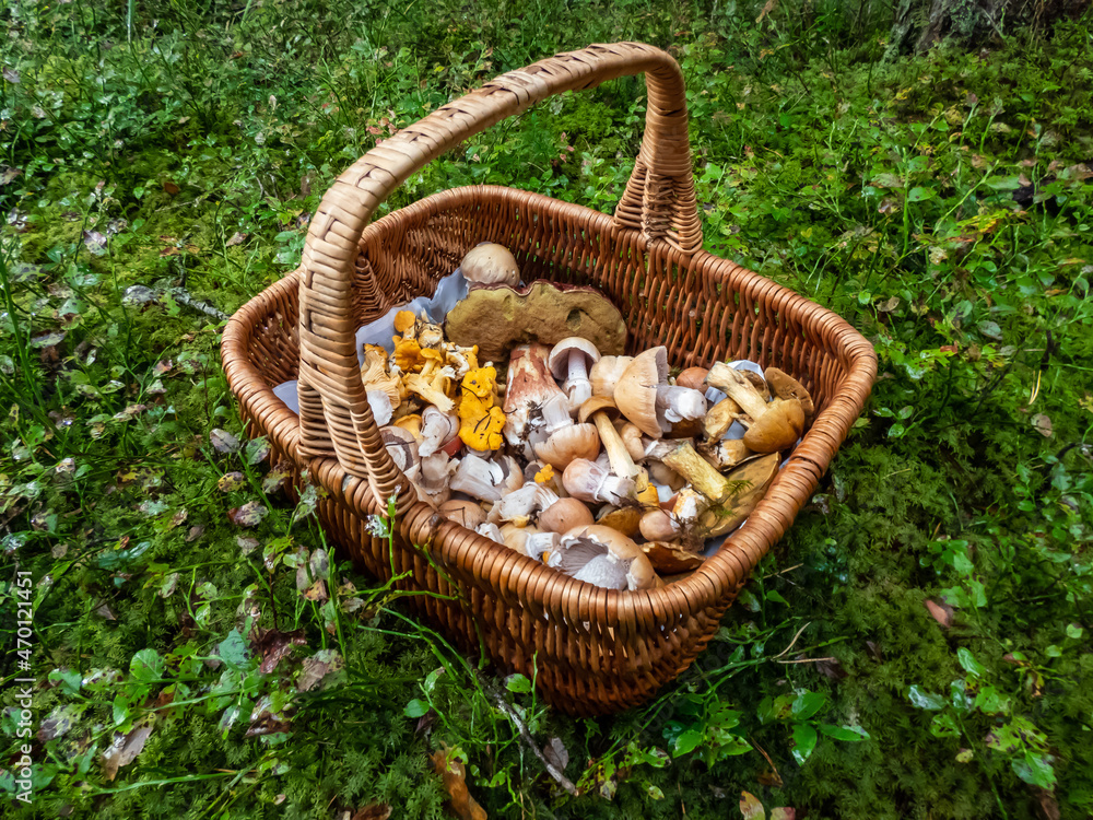 Wooden basket on the ground full with edible mushrooms - russula rosea, chanterelles, boletus, champignons among forest vegetation in bright sunlight