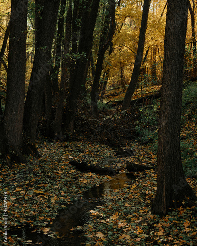 colors and colors of the autumn forest