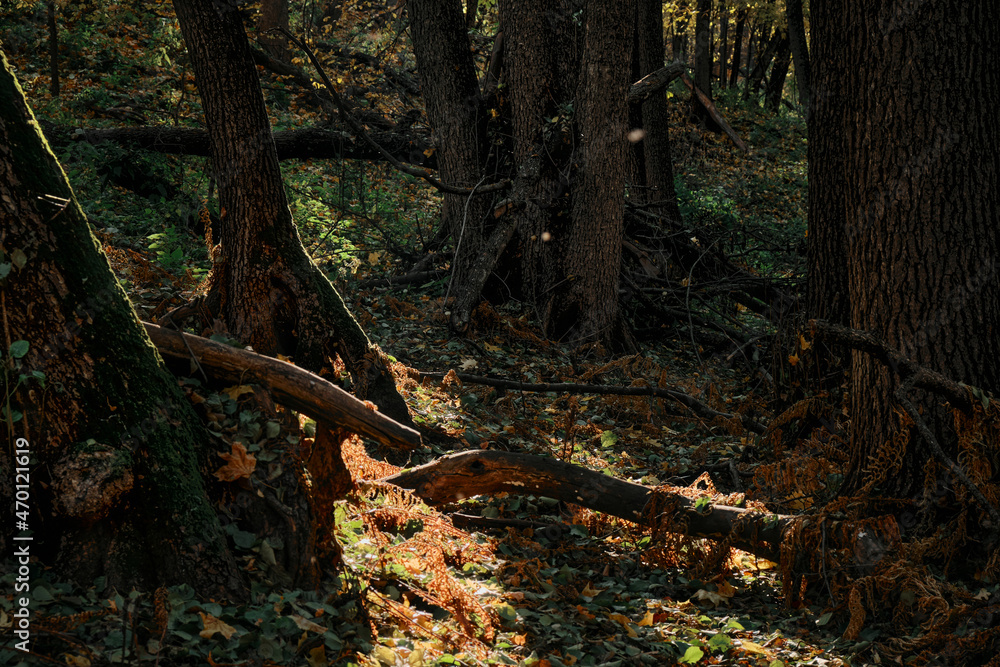 autumn forest landscape with ferns on fallen trees autumn forest landscape with ferns on fallen trees