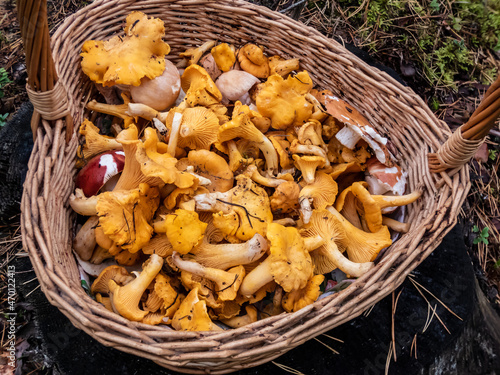 Wooden basket full with mushrooms, mainly Chanterelle on the forest ground. Mushroom picking tradition. Autumn scenery