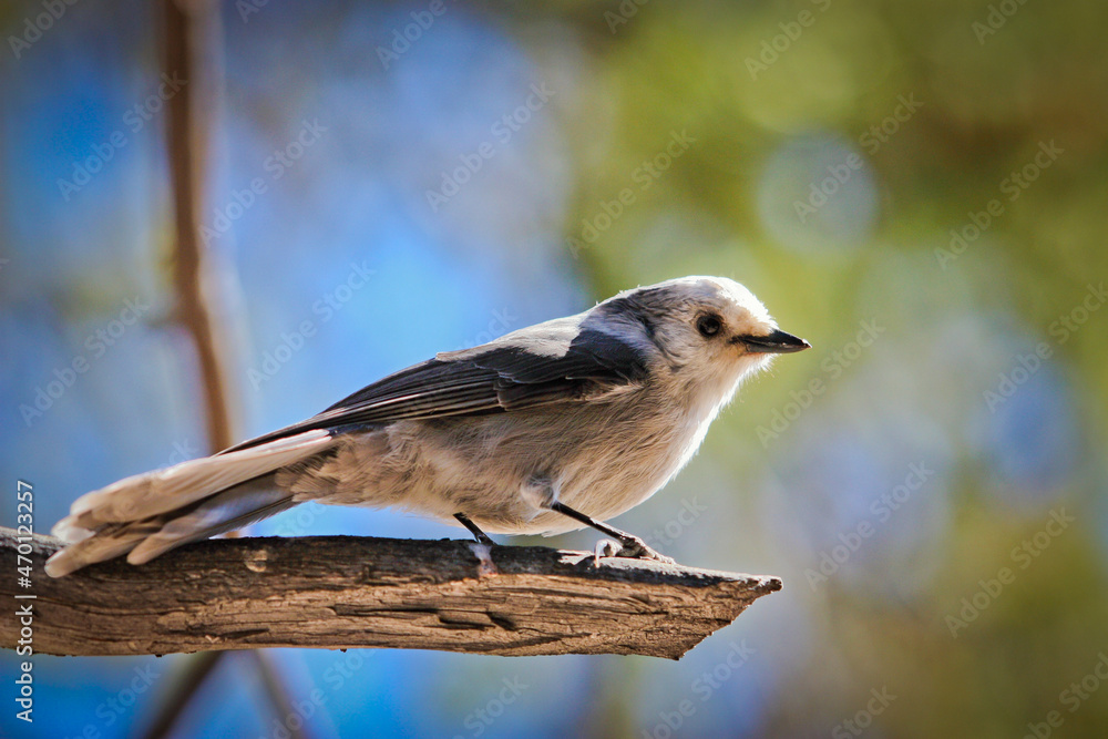Gray jay curiosly watching from branch in Yellowstone NP Gray jay curiosly watching from branch in Yellowstone NP