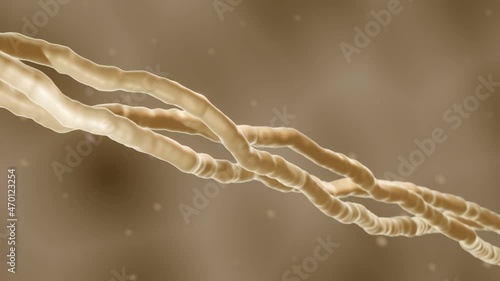 Collagen is a protein that is the main component of skin, bones and muscles