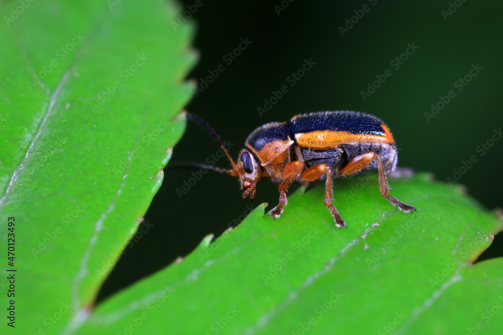 Leaf beetle on wild plants, North China