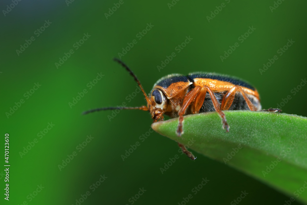 Leaf beetle on wild plants, North China Leaf beetle on wild plants, North China