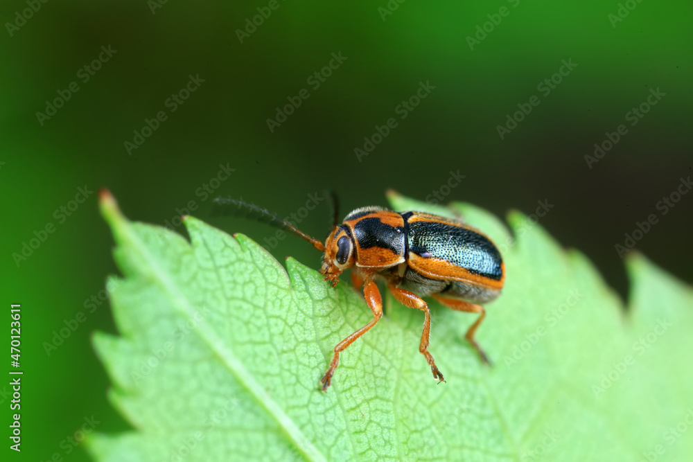 Leaf beetle on wild plants, North China Leaf beetle on wild plants, North China