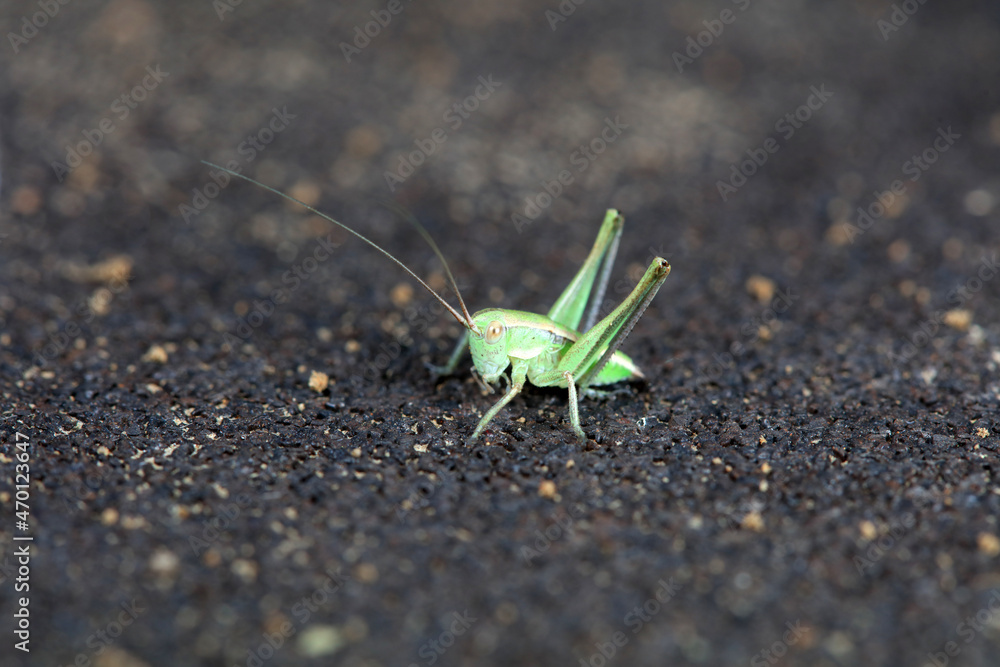 Katydid nymphs in the wild, North China Katydid nymphs in the wild, North China
