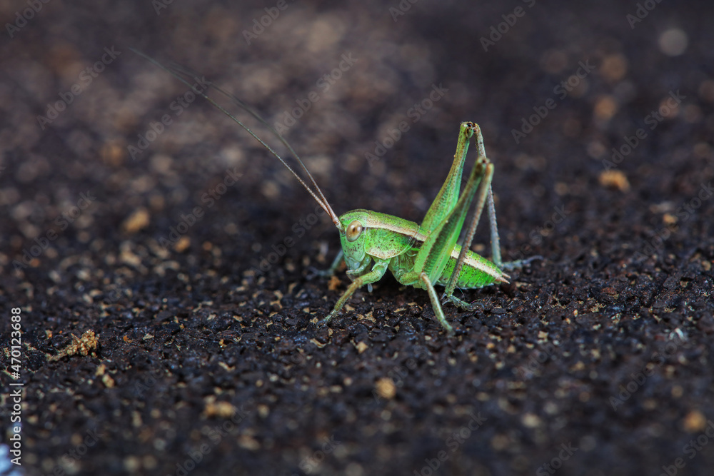 Katydid nymphs in the wild, North China Katydid nymphs in the wild, North China