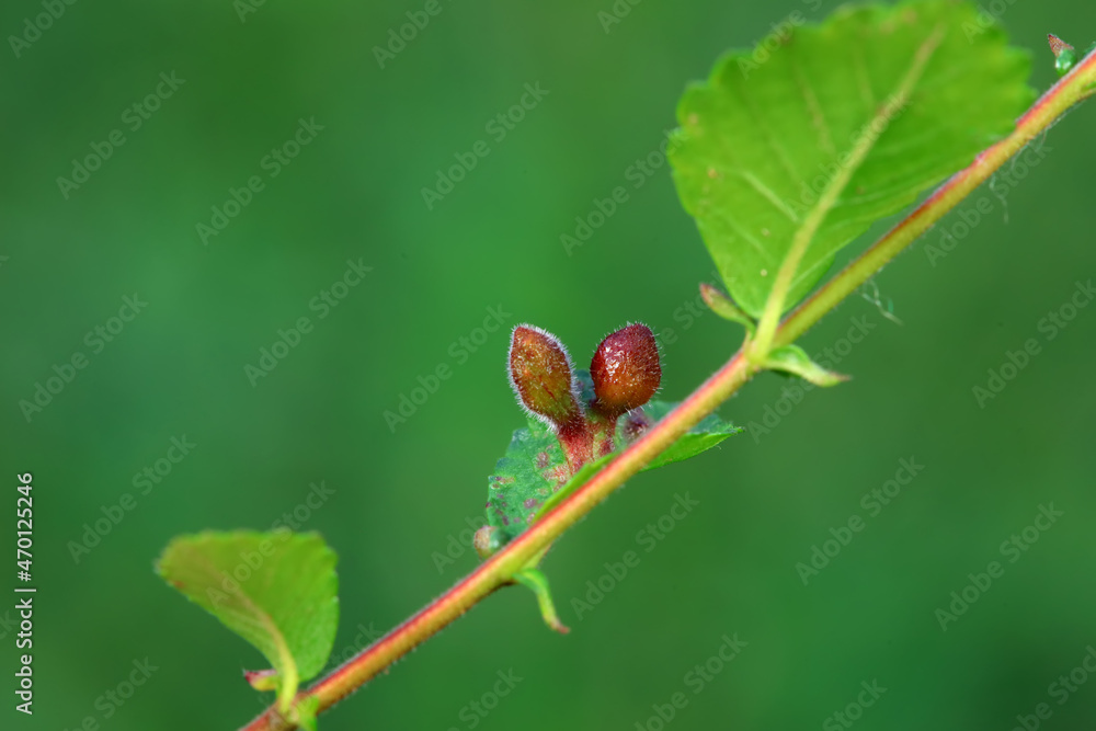 Galls on elm leaves in the wild Galls on elm leaves in the wild