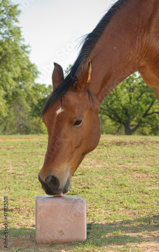 Bay horse licking a trace mineral block to replenish him with salt and other nutrients; in a green summer pasture