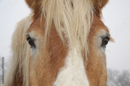 Closeup of a face of a Belgian draft horse, with both eyes visible