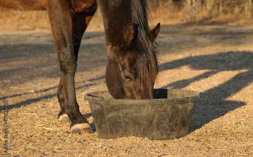 Dark bay horse eating feed from a black rubber pan outdoors in the evening photo