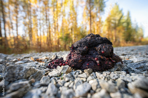 Wild brown bear poop in Finland photo