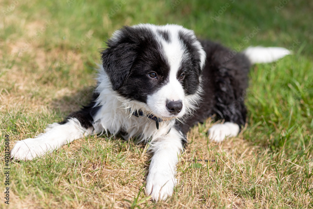 Wet puppy dog laying on green grass resting after play Wet puppy dog laying on green grass resting after play
