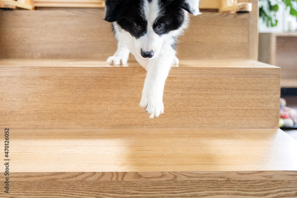 Puppy dog trying to go down on stairs